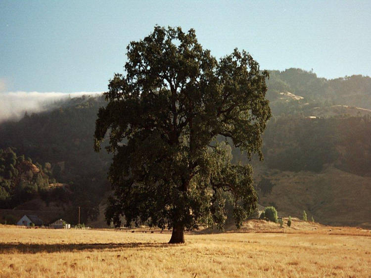 Tree on field