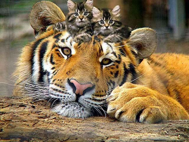 Tiger with kitten